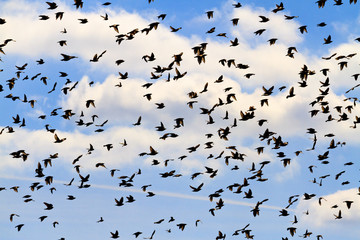 Silhouettes of a flock of birds on a beautiful sky