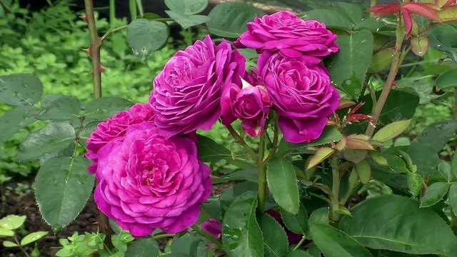 Volle lila Bl&uuml;ten der Rose "Heidi Klum" mit Tautropfen verziert