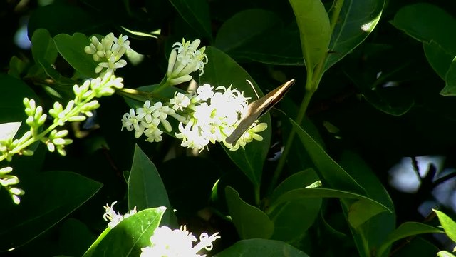 Ein Schmetterling (Gro&szlig;es Ochsenauge) auf Ligusterbl&uuml;ten