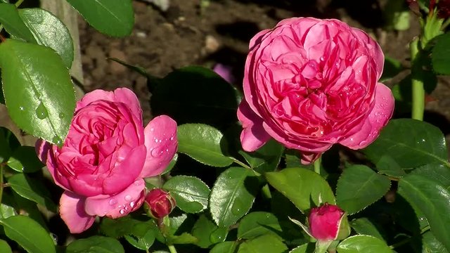 Zwei offene und zwei geschlossene rosa Blüten der Rose "Leonardo da Vinci" mit Tautropfen geschmückt bewegen sich im Wind