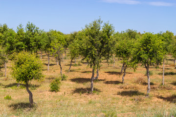 Wild plants and Cork tree in Porto Covo