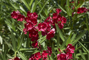 Oleander