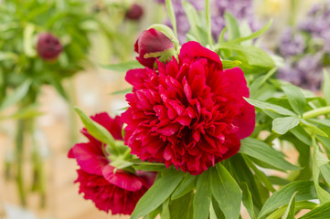 closeup of red peony