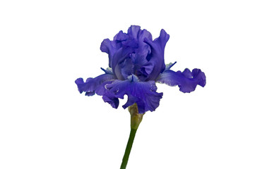 fleur d& 39 iris bleu isolé sur blanc