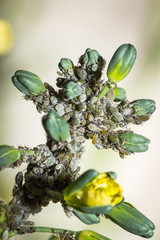 Grey aphids feeding on a broccoli plant, Cape Town, South Africa