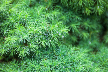 Evergreen juniper branches