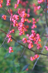Vogelbeerenstrauch