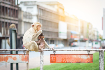 Fototapeta na wymiar monkey mom and baby Lopburi Thailand