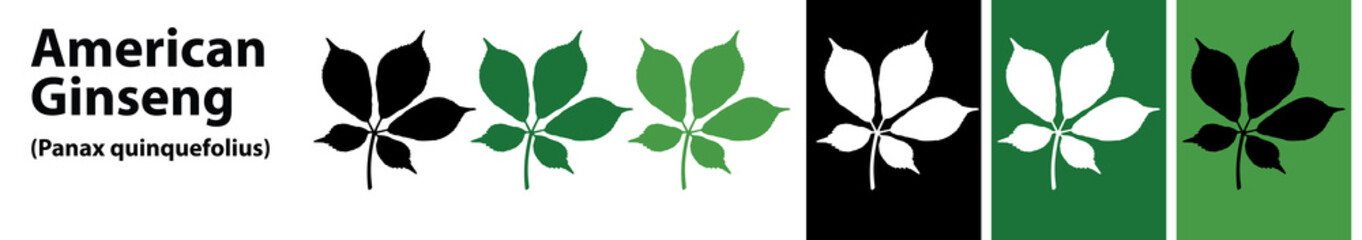 american ginseng leaves vector different colors
