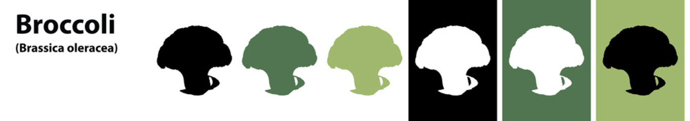 Broccoli vector different colors