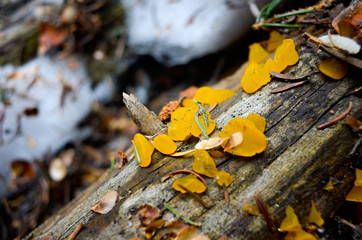 Yellow Fungus on Tree Log in Indian Peaks Wilderness, Colorado