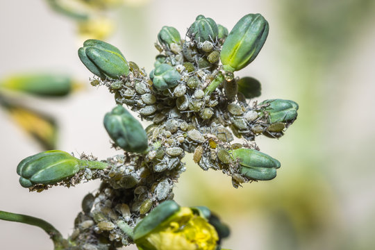 Grey aphids feeding on a broccoli plant, Cape Town, South Africa