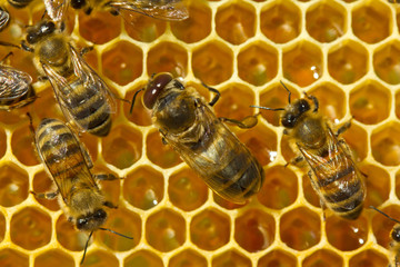 Bees on honeycombs