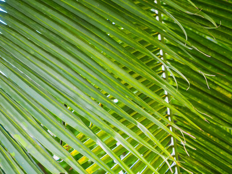 coconut palm leaf background