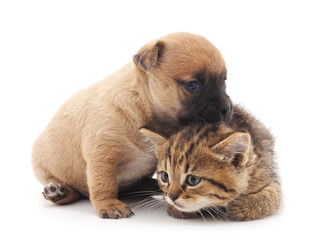 Obraz premium Puppy and kitten.