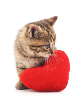 Cat with toy heart.