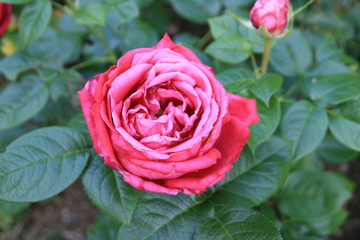 Rose Draufsicht
