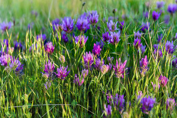 Pink meadow wild flowers on green grass closeup