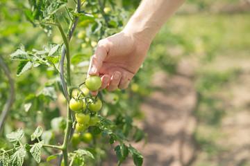 Naklejka na ściany i meble Young man hands checking the green tomatoes, growing well
