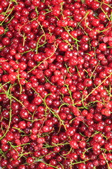 Close-up of fresh redcurrant, background / texture