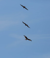 Greifvögel am Himmel