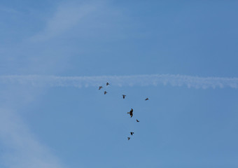 Greifvögel am Himmel