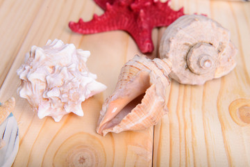seashell and starfish on a wooden background