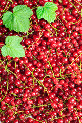 Close-up of fresh redcurrant, background / texture