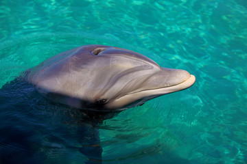 dolphin in Red sea
