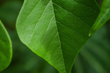 Green leaf in the rainforest 