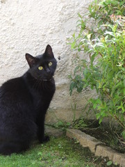 #chat #jasmine #plante #vert #yeux #noir #collier #mur #paysage #animal #feline