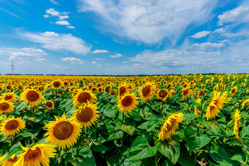 Obraz premium field of blooming sunflowers