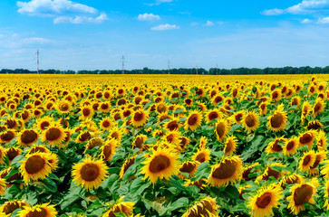 Obraz premium field of blooming sunflowers