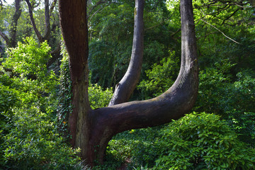 Park in Sintra, Portugal