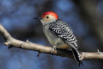Woodpecker on a branch