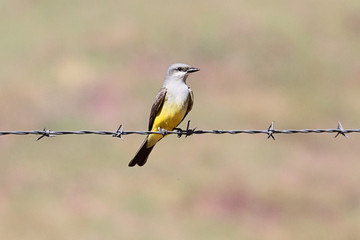 Western Kingbird on a wire
