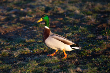 Stockente