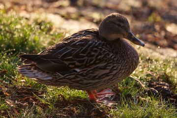 Stockente