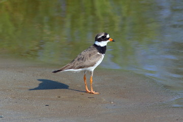 Ringed Plover standing on sandy shore