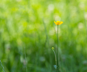 Blume in der Wiese im Sommer