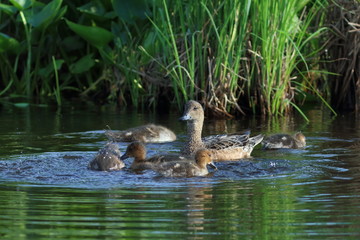Anas penelope. Family wigeons forage in coastal thickets