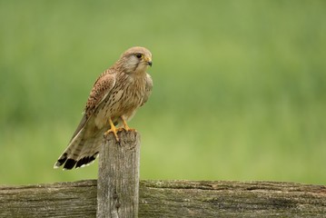 Kestrel Female on Fence Post with green field behind