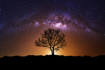 Naklejka na ściany i meble Night scene with Milky Way and old tree