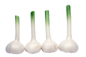 Four bulbs of Fresh Garlic with long stems isolated on white background