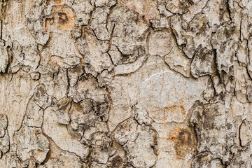 Old Bark Tree texture background, Brown Tree trunk