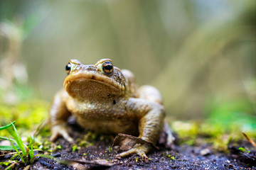 Krötenwanderung, Detailaufnahme im Morgenlicht