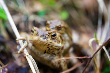Krötenwanderung, Detailaufnahme im Morgenlicht
