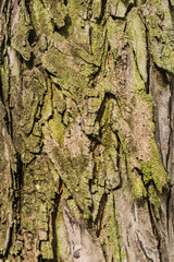 Old Bark Tree texture background, Brown Tree trunk