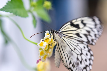 Naklejka na ściany i meble Tropischer Schmetterling auf Blüte