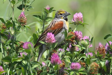 Dickcissel (Spiza americana)